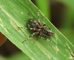 Wagneriana