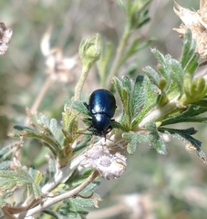 Altica obliterata