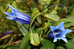 Gentiana asclepiadea