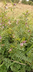 Vicia sepium