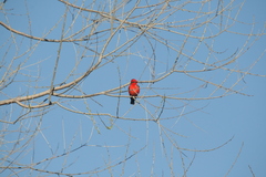 Pyrocephalus rubinus