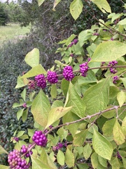 Callicarpa americana