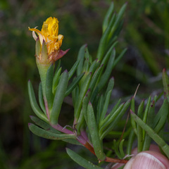 Lampranthus