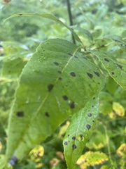 Diplocarpon rosae