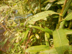 Platycnemis pennipes