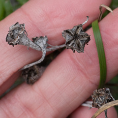 Lampranthus