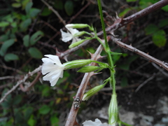 Silene lagunensis image