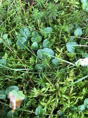 Mitchella repens