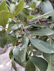 Pistacia terebinthus