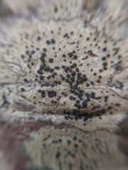 Lecidella elaeochroma