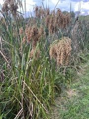 Scirpus
