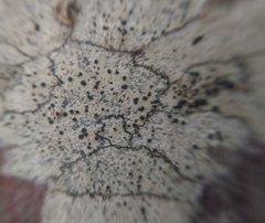 Lecidella elaeochroma