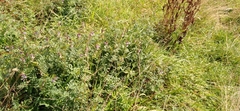 Vicia sepium