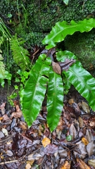 Asplenium scolopendrium
