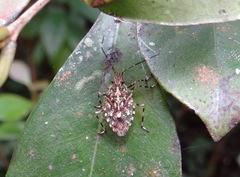 Pentatomidae