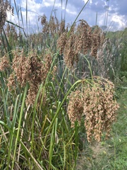 Scirpus