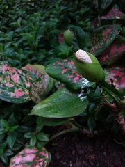 Aglaonema