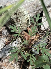 Hymenothrix dissecta