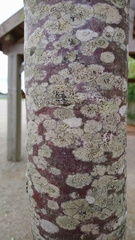 Lecidella elaeochroma
