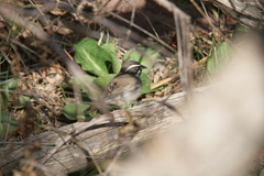 Amphispiza bilineata