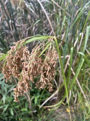 Scirpus
