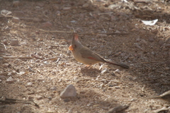 Cardinalis sinuatus