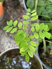 Phyllanthus