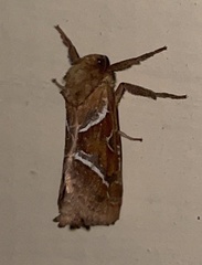 Triodia sylvina