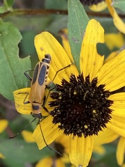 Chauliognathus pensylvanicus