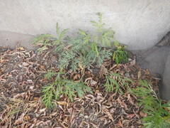 Artemisia sieversiana
