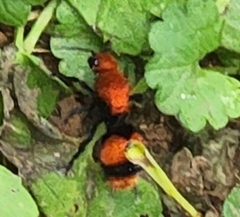 Dasymutilla occidentalis