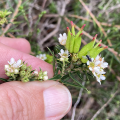 Diosma subulata