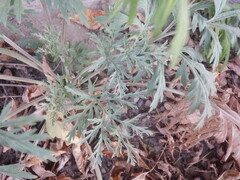 Artemisia sieversiana