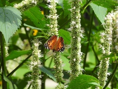 Vanessa virginiensis
