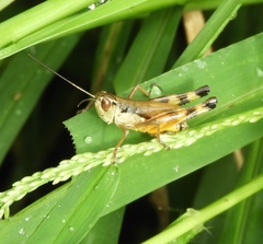 Boopedon flaviventris