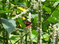 Vanessa virginiensis