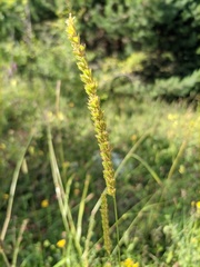 Cynosurus cristatus