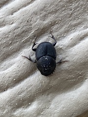 Onthophagus hecate