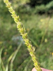 Cynosurus cristatus