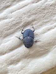 Onthophagus hecate