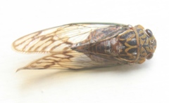Odopoea vacillans
