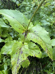 Silphium
