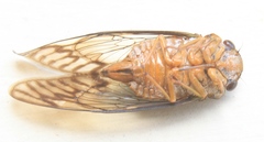 Odopoea vacillans