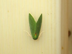 Chlorosea banksaria