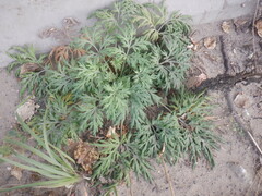 Artemisia sieversiana