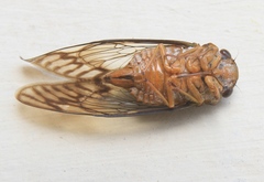 Odopoea vacillans