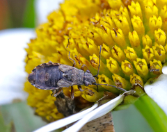 Nithecus jacobaeae