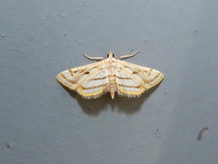 Parapoynx badiusalis