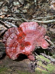 Ganoderma tsugae