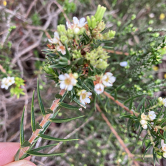 Diosma subulata